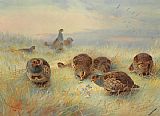 Archibald Thorburn Canvas Paintings - A Frosty Dawn